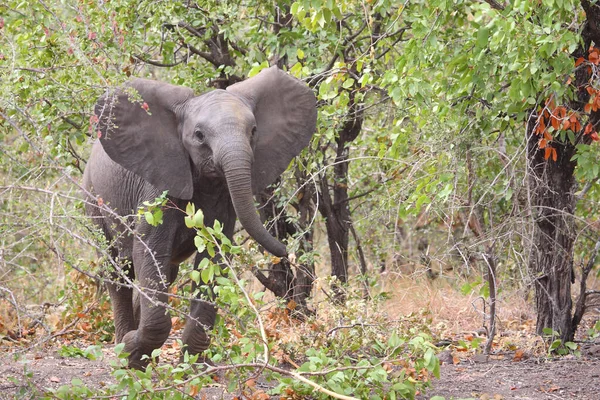 Afrikanischer Elefant African Elephant Loxodonta Africana — Stockfoto