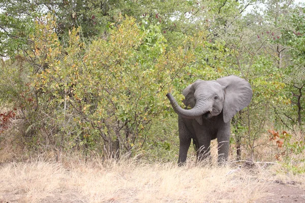 Afrikanischer Elefant African Elephant Loxodonta Africana — Foto de Stock