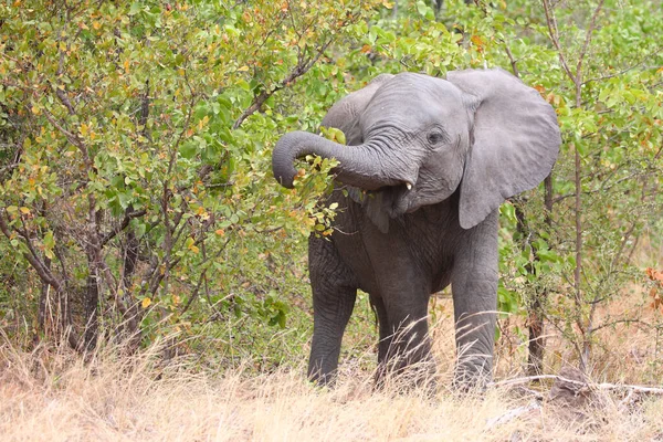 Afrikanischer Elefant African Elephant Loxodonta Africana — Stockfoto