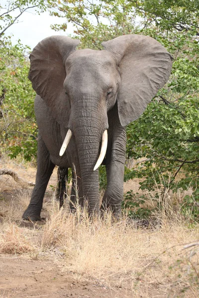 Afrikanischer Elefant African Elephant Loxodonta Africana — Stok fotoğraf