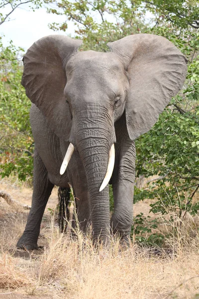 Afrikanischer Elefant African Elephant Loxodonta Africana — Stok fotoğraf