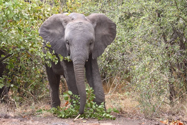Afrikanischer Elefant African Elephant Loxodonta Africana — Fotografia de Stock