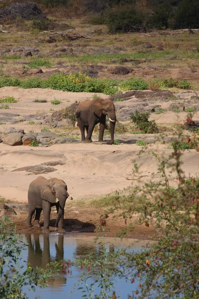 Afrikanischer Elefant African Elephant Loxodonta Africana — Fotografia de Stock