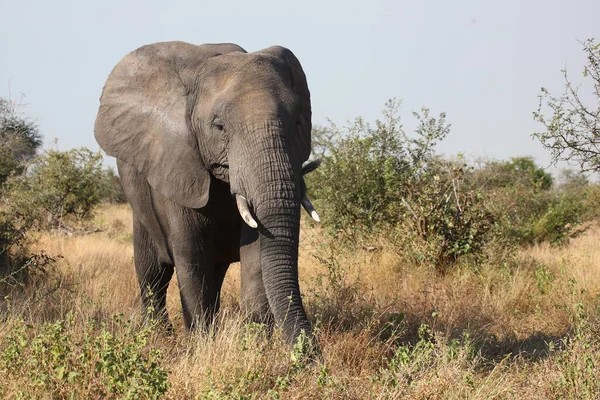 Afrikanischer Elefant African Elephant Loxodonta Africana — Stockfoto