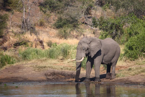 Afrikanischer Elefant African Elephant Loxodonta Africana — Fotografie, imagine de stoc