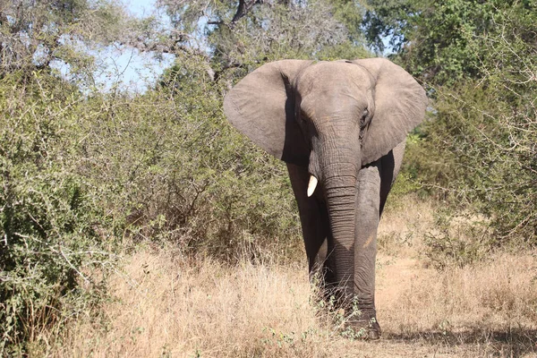 Afrikanischer Elefant African Elephant Loxodonta Africana — Stockfoto