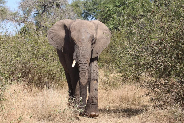 Afrikanischer Elefant Αφρικανικός Ελέφαντας Loxodonta Africana — Φωτογραφία Αρχείου