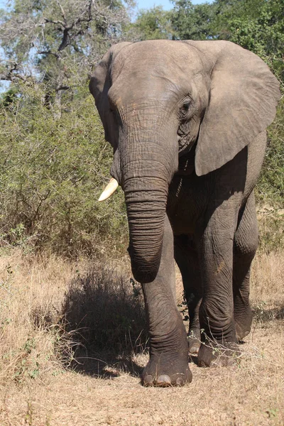 Afrikanischer Elefant African Elephant Loxodonta Africana — 스톡 사진