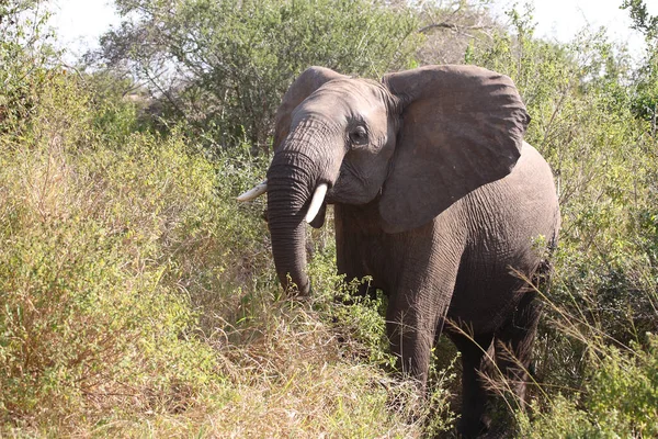 Afrikanischer Elefant African Elephant Loxodonta Africana — Stock Fotó