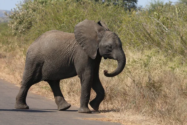 Afrikanischer Elefant African Elephant Loxodonta Africana — Foto de Stock