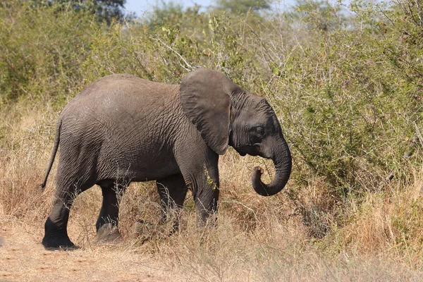 Afrikanischer Elefant African Elephant Loxodonta Africana — Photo