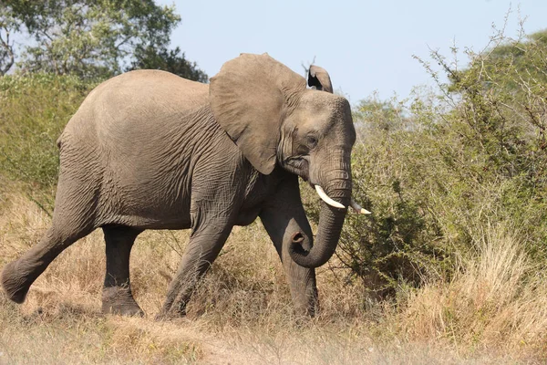 Африканский Слон Африканский Слон Loxodonta Africana — стоковое фото