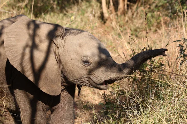Afrikanischer Elefant African Elephant Loxodonta Africana — Foto Stock