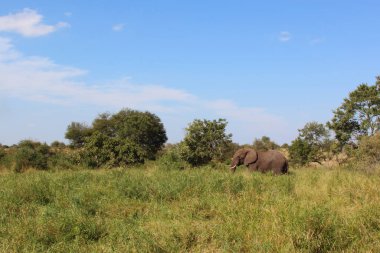 Afrikanischer Elefant / African elephant / Loxodonta africana
