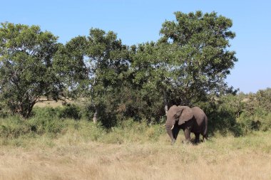 Afrikanischer Elefant / African elephant / Loxodonta africana