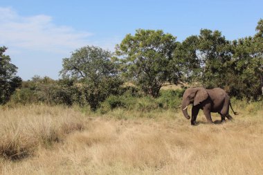 Afrikanischer Elefant / African elephant / Loxodonta africana