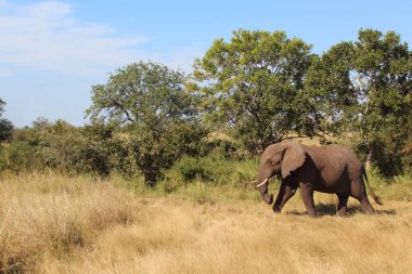 Afrikanischer Elefant / African elephant / Loxodonta africana