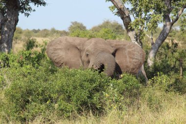 Afrikanischer Elefant / African elephant / Loxodonta africana