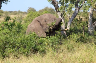 Afrikanischer Elefant / African elephant / Loxodonta africana