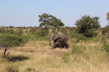 Afrikanischer Elefant / African elephant / Loxodonta africana