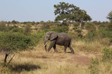 Afrikanischer Elefant / African elephant / Loxodonta africana