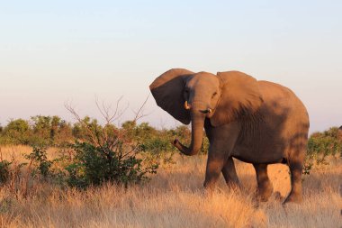 Afrikanischer Elefant / African elephant / Loxodonta africana