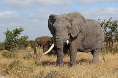Afrikanischer Elefant / African elephant / Loxodonta africana