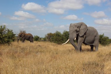 Afrikanischer Elefant / African elephant / Loxodonta africana