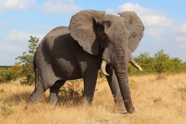Afrikanischer Elefant / African elephant / Loxodonta africana
