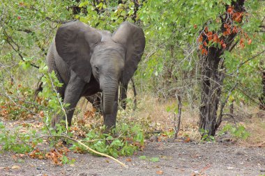 Afrikanischer Elefant / African elephant / Loxodonta africana
