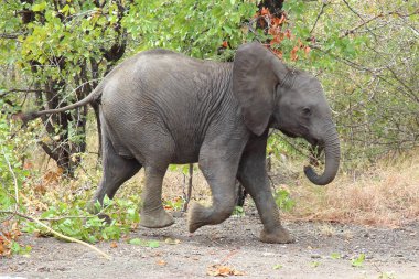 Afrikanischer Elefant / African elephant / Loxodonta africana