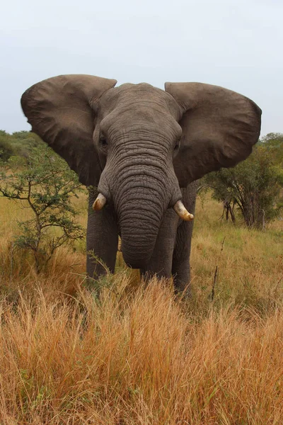 Afrikanischer Elefant African Elephant Loxodonta Africana — Zdjęcie stockowe