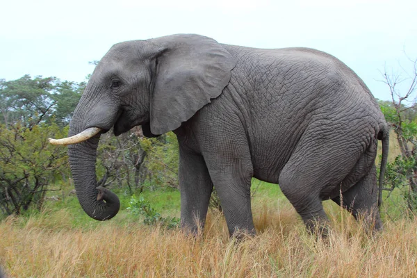 Afrikanischer Elefant African Elephant Loxodonta Africana — Fotografia de Stock