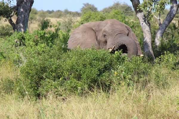 Африканский Слон Африканский Слон Loxodonta Africana — стоковое фото