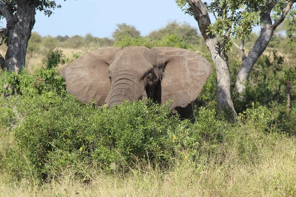 Afrikanischer Elefant African Elephant Loxodonta Africana — Foto de Stock