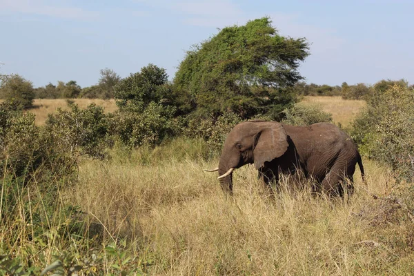 Afrikanischer Elefant African Elephant Loxodonta Africana — Stockfoto