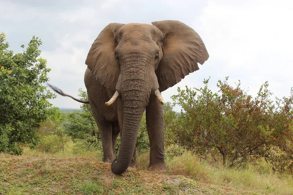 Afrikanischer Elefant African Elephant Loxodonta Africana — 스톡 사진