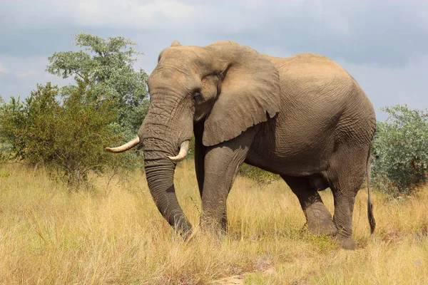 Afrikanischer Elefant Αφρικανικός Ελέφαντας Loxodonta Africana — Φωτογραφία Αρχείου