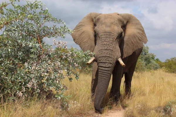 Afrikanischer Elefant African Elephant Loxodonta Africana — 스톡 사진