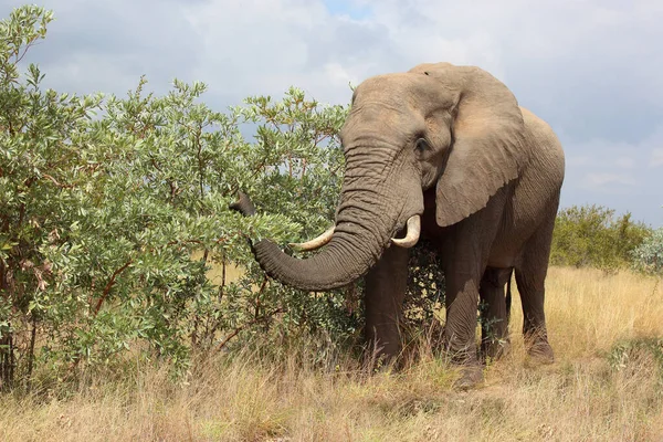 Afrikanischer Elefant Αφρικανικός Ελέφαντας Loxodonta Africana — Φωτογραφία Αρχείου