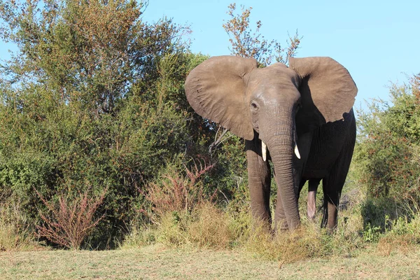 Afrikanischer Elefant African Elephant Loxodonta Africana — Stock Fotó