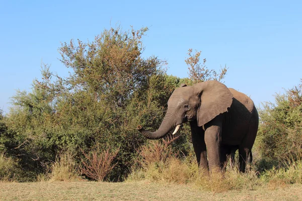 Afrikanischer Elefant African Elephant Loxodonta Africana — Stockfoto