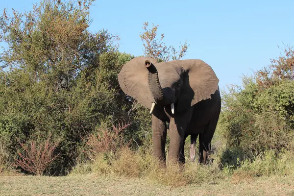 Afrikanischer Elefant African Elephant Loxodonta Africana — Stock Fotó