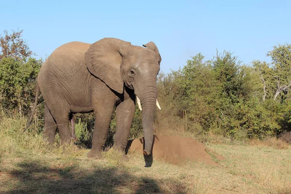 Afrikanischer Elefant African Elephant Loxodonta Africana — Stock Fotó