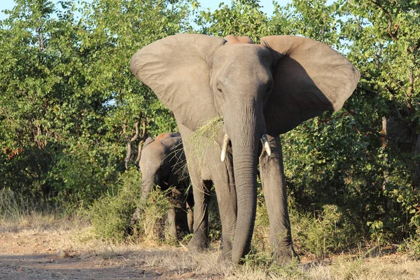 Afrikanischer Elefant African Elephant Loxodonta Africana — Fotografia de Stock