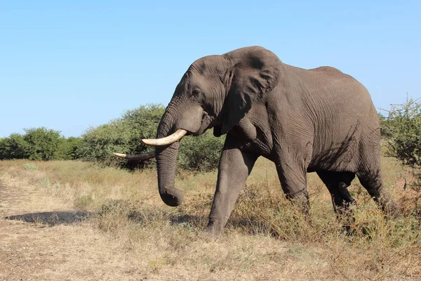 Afrikanischer Elefant African Elephant Loxodonta Africana — Foto Stock