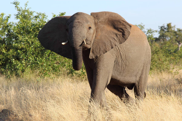 Afrikanischer Elefant / African elephant / Loxodonta africana