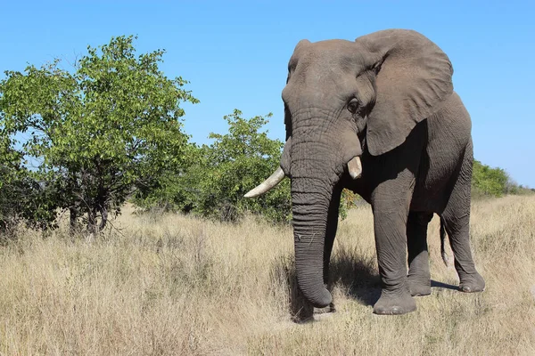 Afrikanischer Elefant African Elephant Loxodonta Africana — Stockfoto