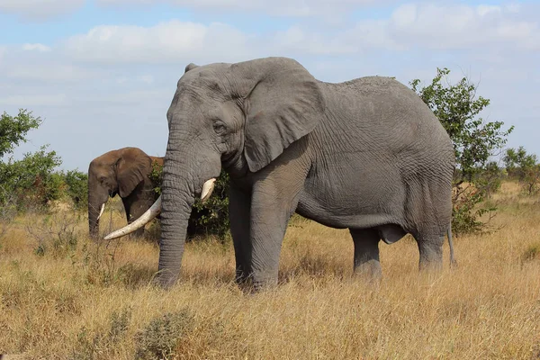 Afrikanischer Elefant Αφρικανικός Ελέφαντας Loxodonta Africana — Φωτογραφία Αρχείου