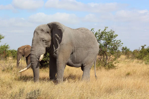 Afrikanischer Elefant Αφρικανικός Ελέφαντας Loxodonta Africana — Φωτογραφία Αρχείου